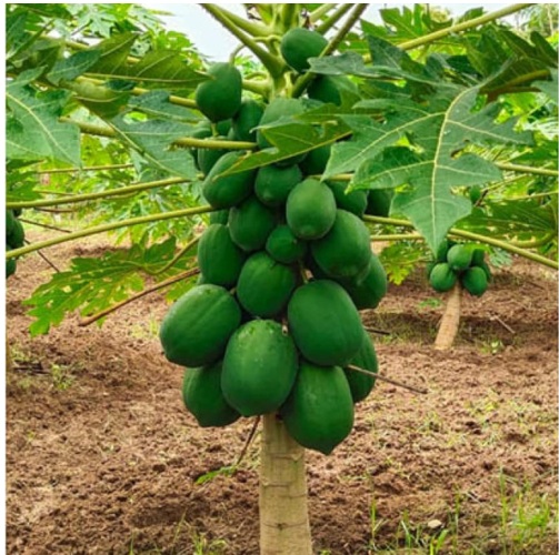 Papaya Plant
